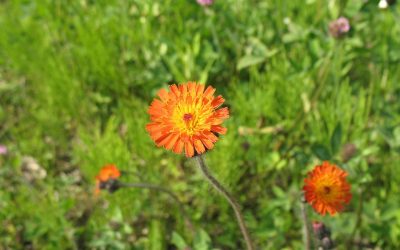 Rödfibbla Pilosella aurantiaca