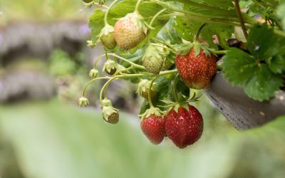 Jordgubbar Fragaria × ananassa