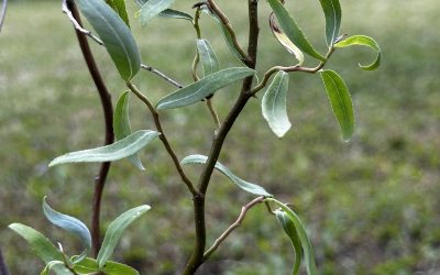 Trollpil Salix babylonica – Tortuosa