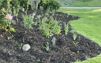 Skogsträdgård Zon A: En botanisk pärla vid puttning green