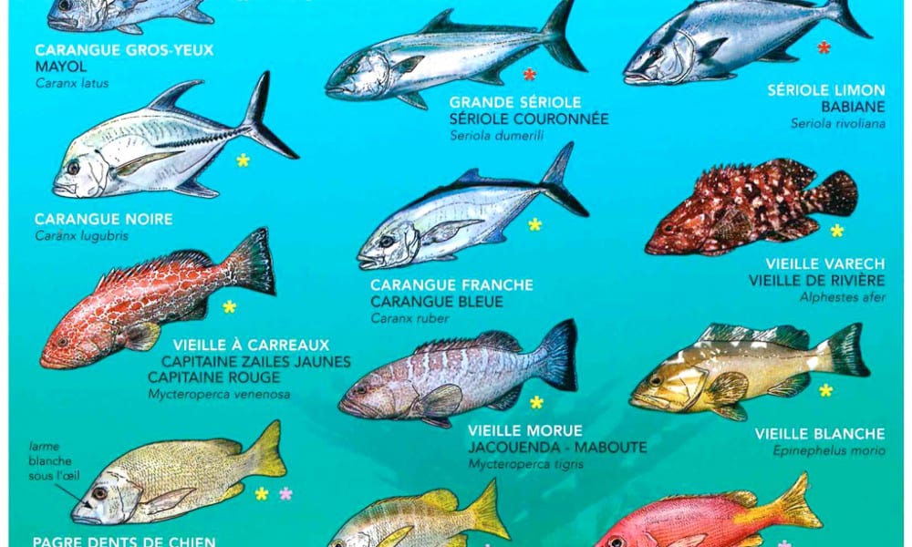 Algunos peces son peligrosos para comer - Faxinfo