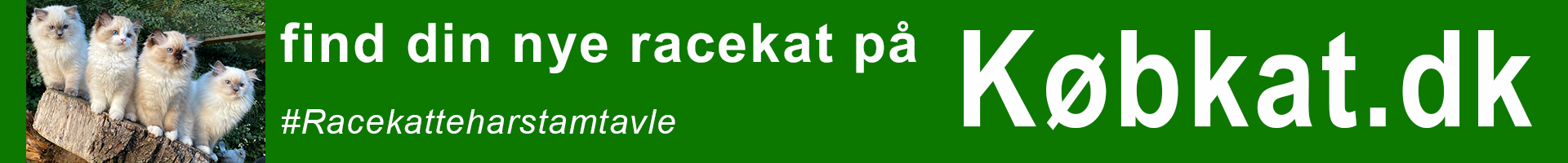 Brug Købkat.dk til at finde din næste racekat