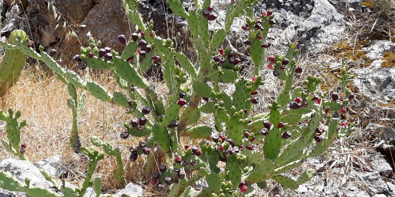 Västra Mallorca