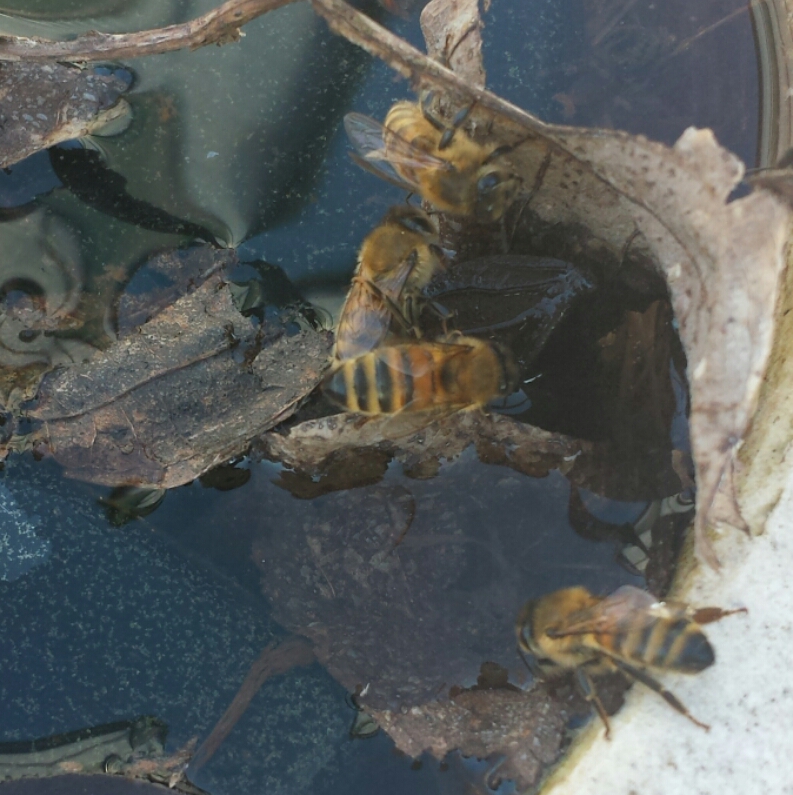 Vatten behöver bina nu till sina yngel och till det lilla fågelbadet har flera bin hittat och det lite smutsiga vattnet som verkar vara väldigt gott.