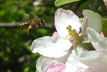 Äppelhonung ska förstås också vara en del av vårens ljusa, milda honung som samlas för fullt just nu. Men vi behöver värme för att det ska bli lite skörd för medan blommorna blommar så sitter bina inne i kupan när det regnar. Dessutom mumsar de på det dom redan samlat förstås. 