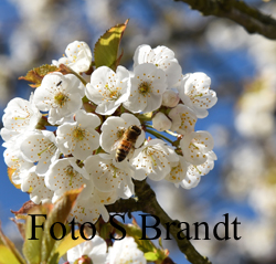 Körsbärsblommen älskas inte bara av människor utan också av bina som surrar frenestiskt den korta stund blommorna finns.