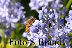 Pärlhyacinter och andra ännu tidigare vårlökar är också viktiga för binas överlevnad tidigt på våren.