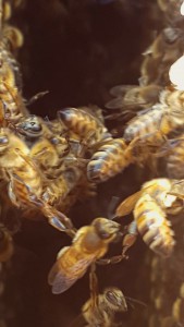 En närbild på hur det ser ut när bina håller varandra i ”händerna” när de hänger i kedjor.