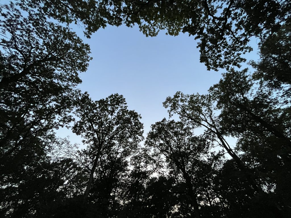 img 2877