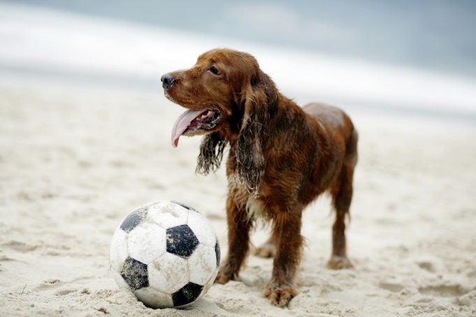 Hund på stranden