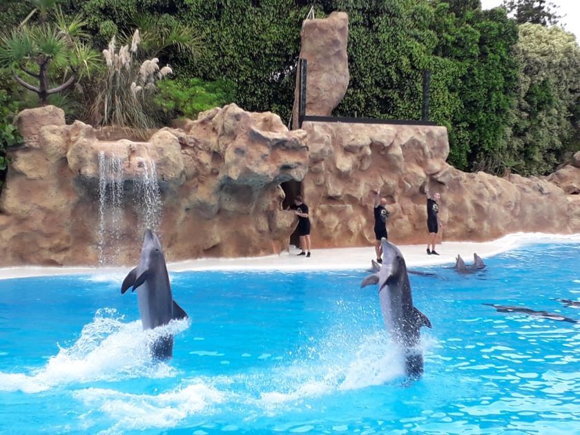 Loro Park. Delfiner