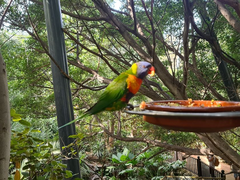 Loro Park. Katandra Treetops
