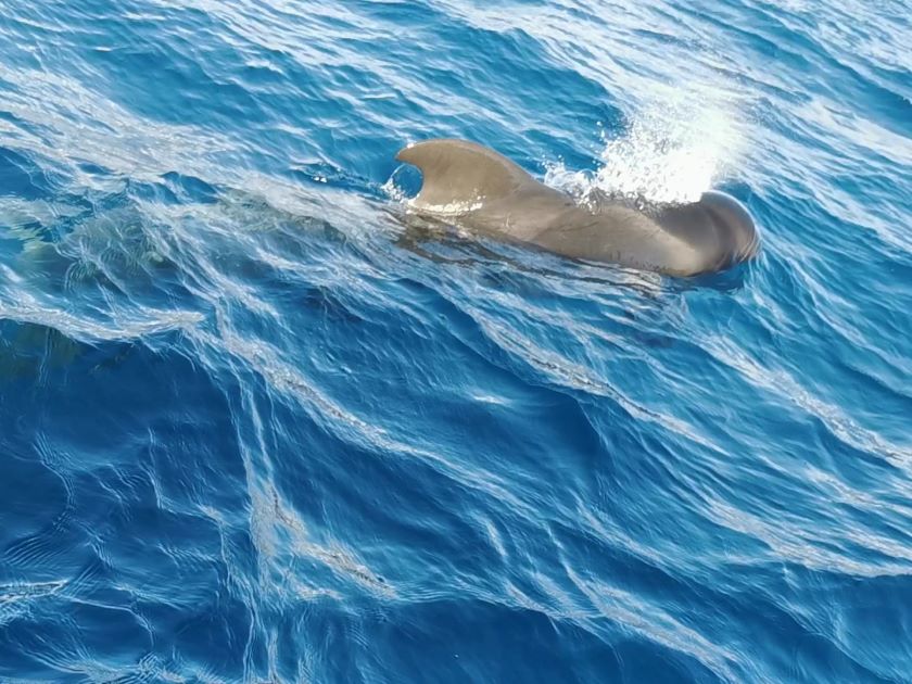 Blandt hvaler og delfiner på Tenerife
