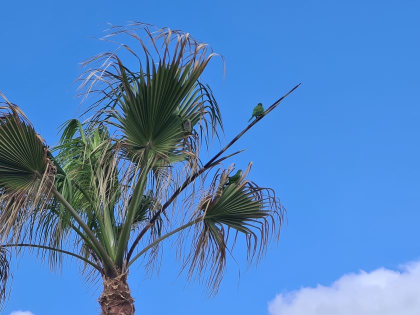 Papegøjer i palmen. Tenerife