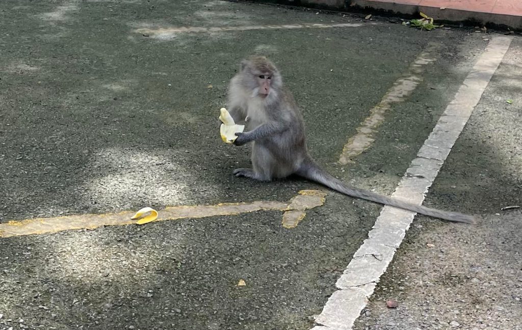 Aber på Parkeringspladsen. Phuket, Thailand