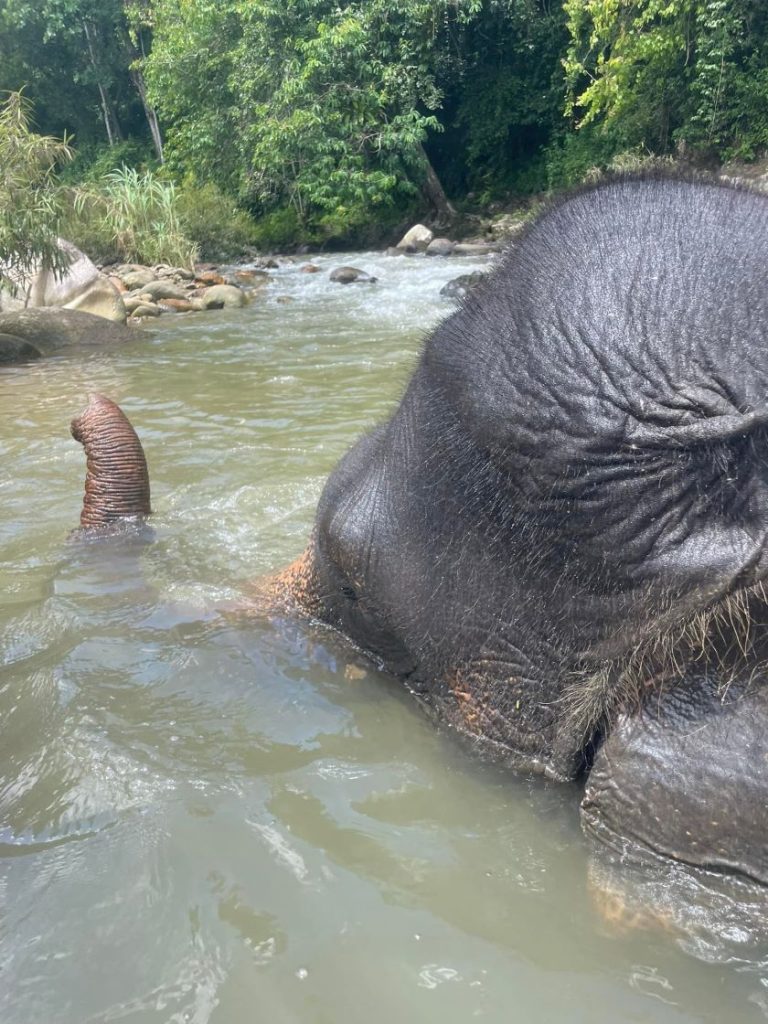 Dejlig elefant. Phuket, Thailand