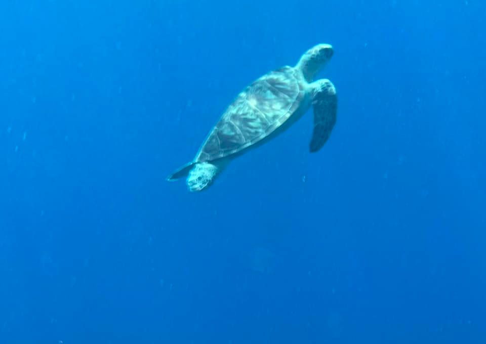 Skildpadde ved Gili øerne, Indonesien. skildpadde svømmer i det klare blå vand