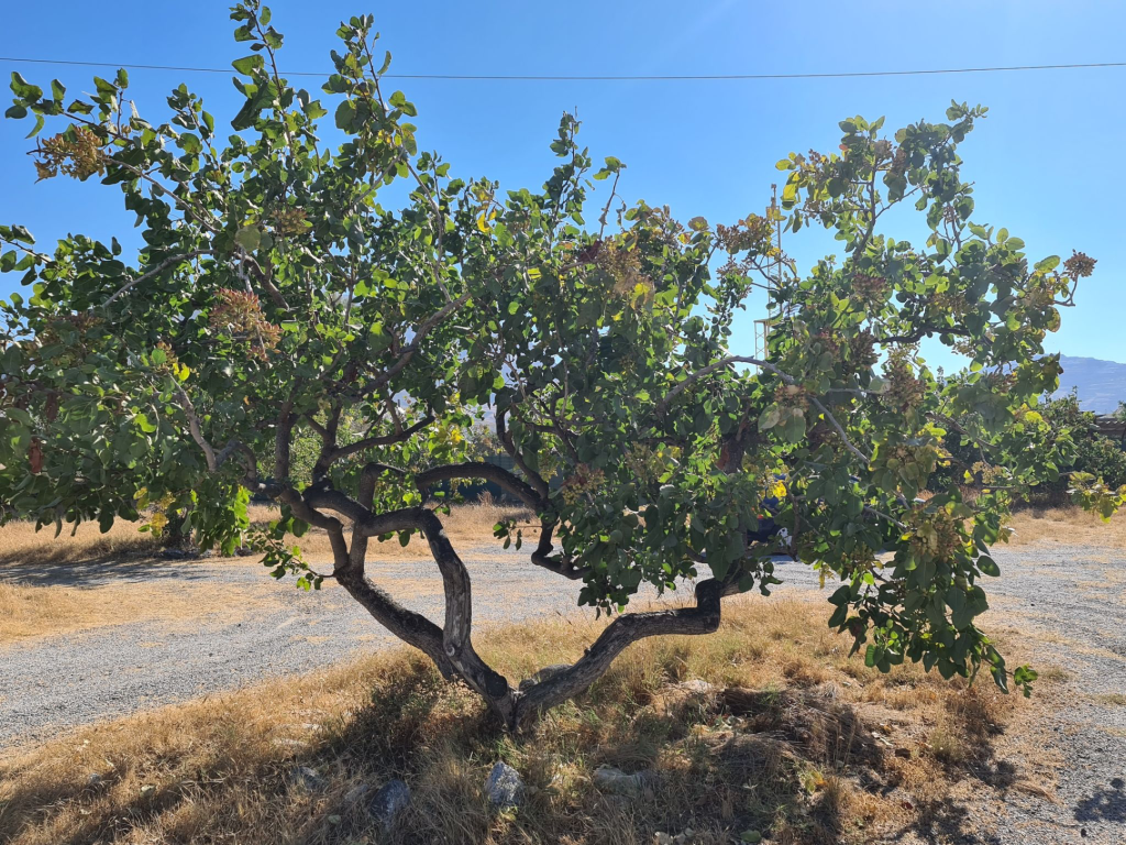 Pistacietræ på Santorini.
