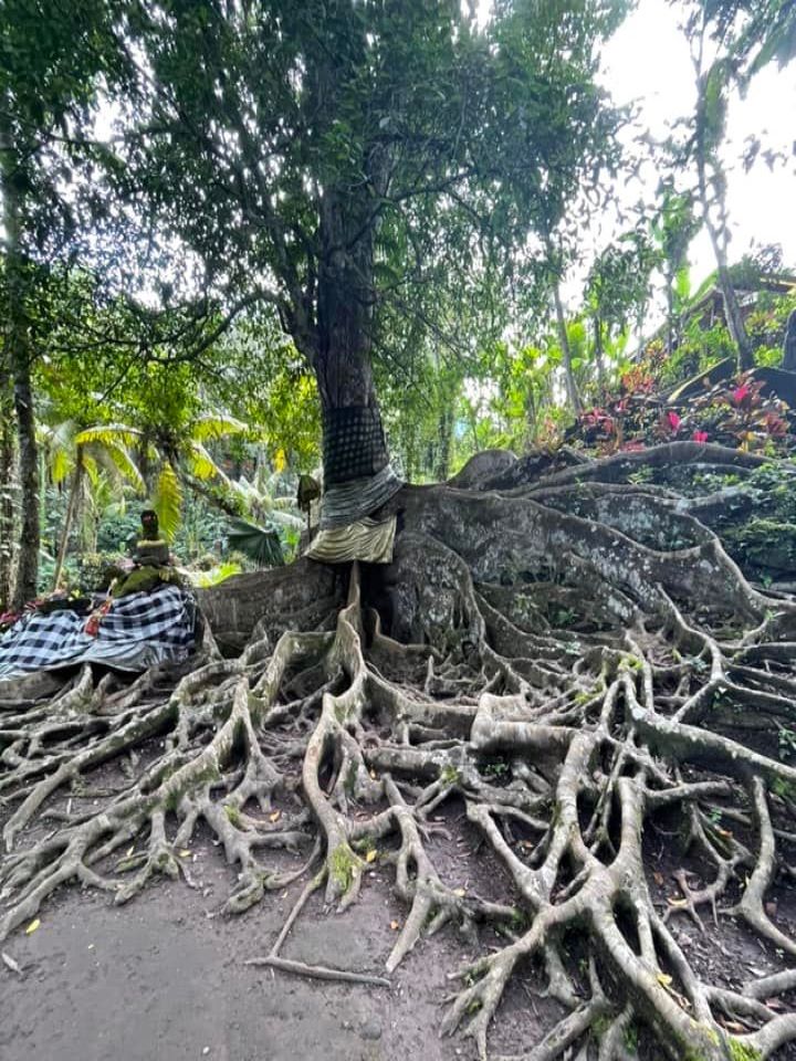 Trærødder udenfor Elephant Cave i Ubud, Bali
