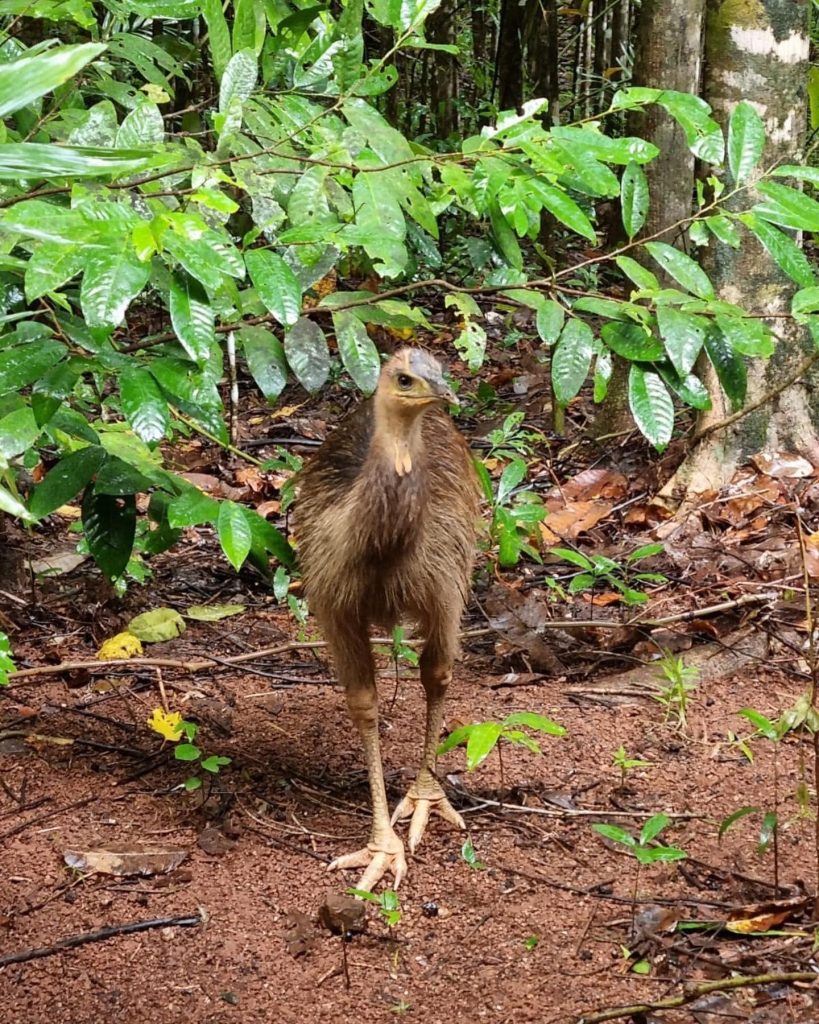 Daintree National Park. Regnskov ved Cairns. På billedet ses den farlige strudse-lignende fugl, Cassowary