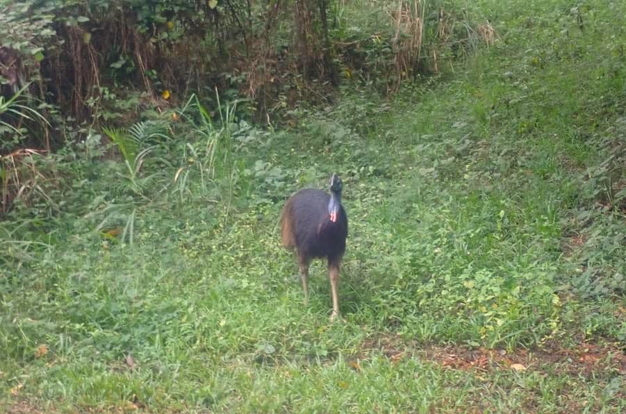 Daintree National Park. Regnskov ved Cairns. På billedet ses den farlige strudse-lignende fugl, Cassowary