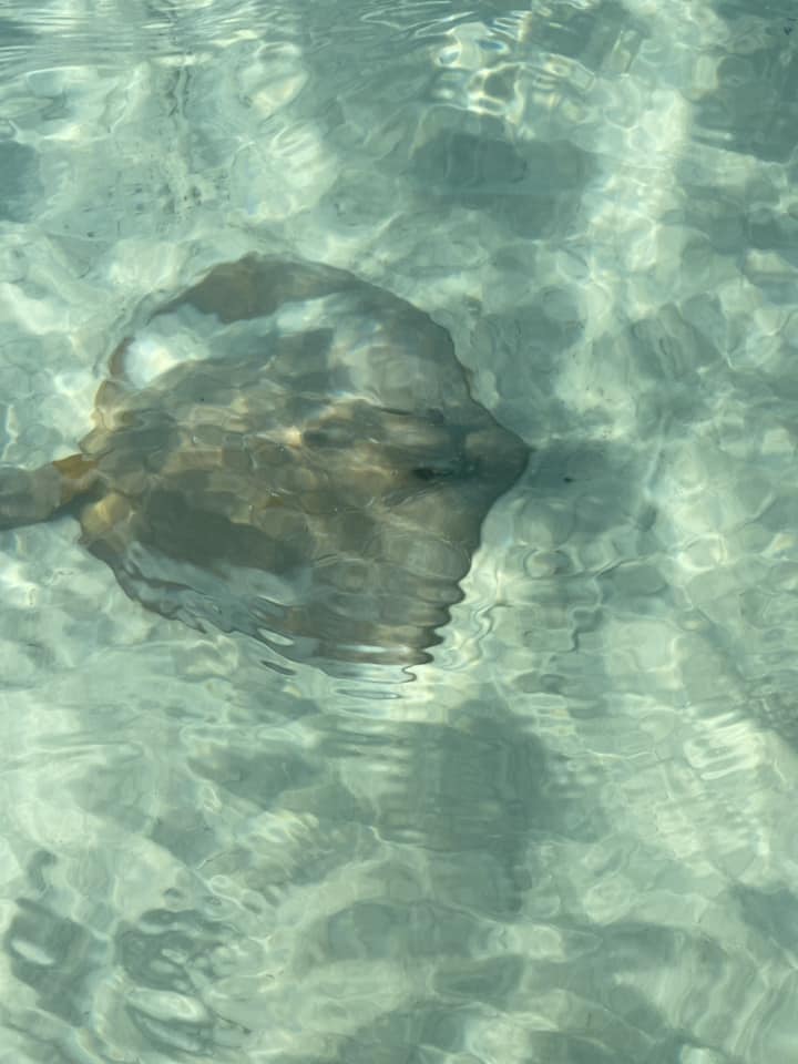 Whitehaven beach. Stingrays svømmer helt tæt på kysten.