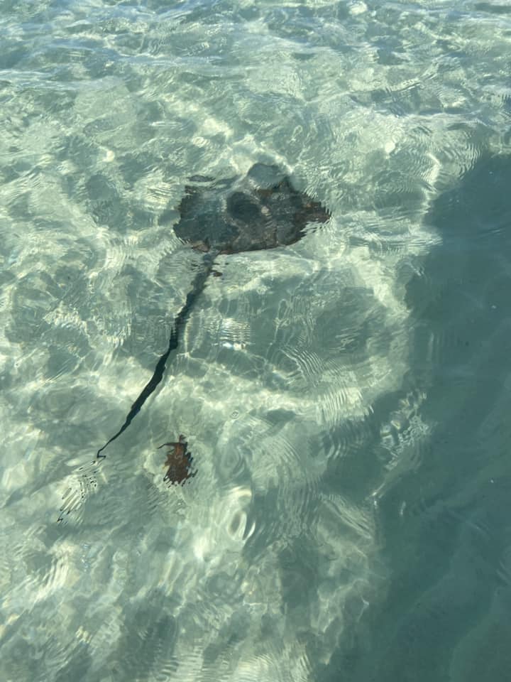 Whitehaven beach. Stingrays svømmer helt tæt på kysten.