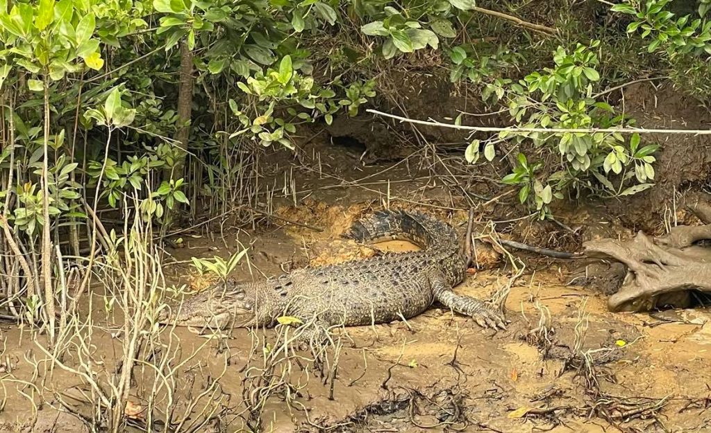 Daintree National Park. Regnskov ved Cairns. Stor fed krokodille ved bredden.