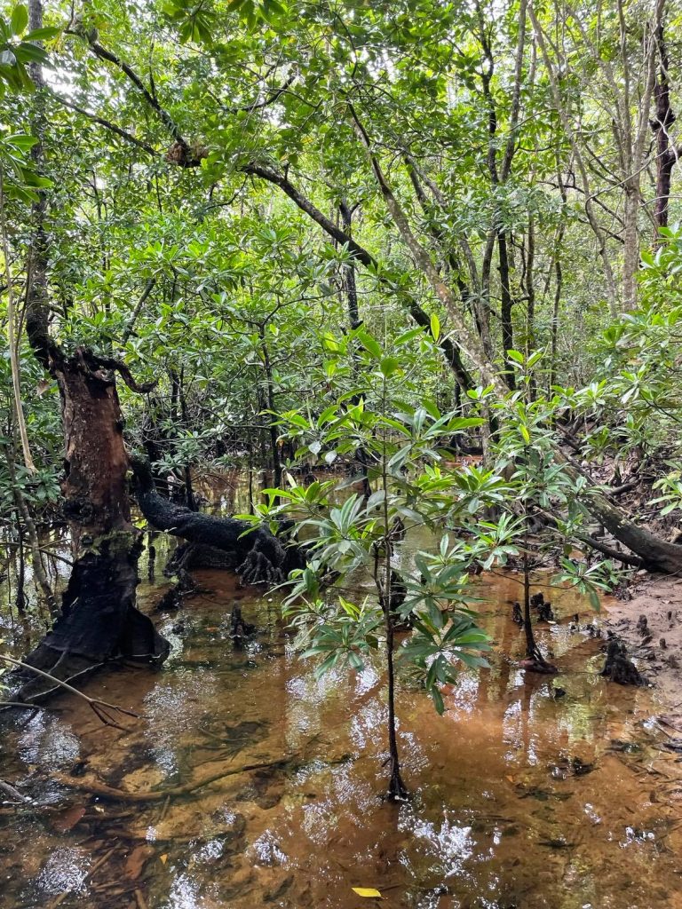 Daintree National Park. Regnskov ved Cairns.