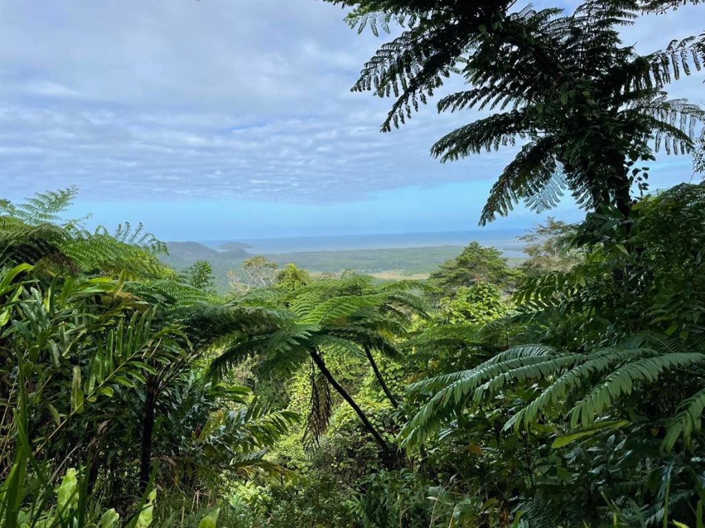 Daintree National Park. Regnskov ved Cairns. Udsigtspunkt fra regnskoven mod Great Barrier Reef.