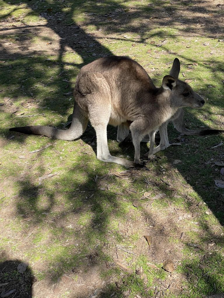 Brisbane.. Lonepine Koala Sanctuary. Nærbillede af kænguru.
