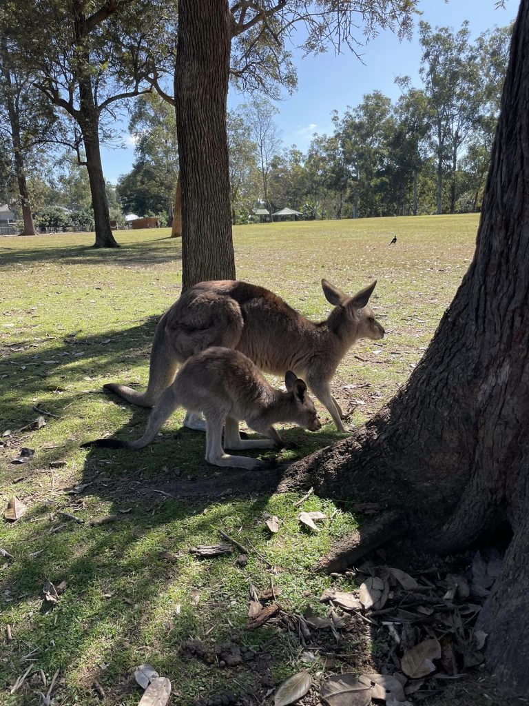 Brisbane.. Lonepine Koala Sanctuary. Nærbillede af kænguru. Mor med unge
