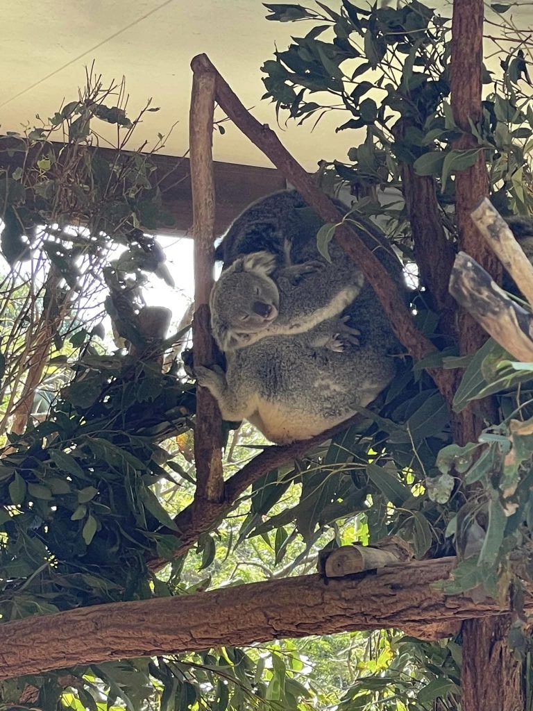Brisbane.. Lonepine Koala Sanctuary. Nærbillede af Koala med unge