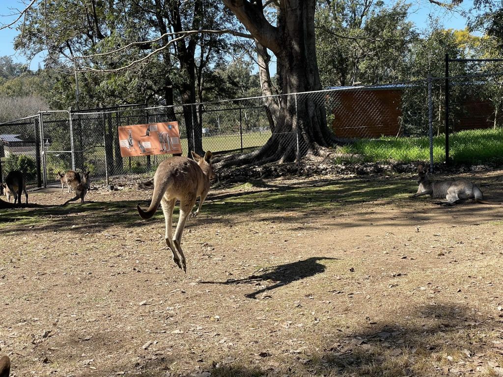 Brisbane.. Lonepine Koala Sanctuary. Nærbillede af kænguru i spring.