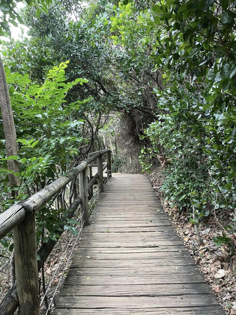 Byron Bay. gåtur langs havet mod fyret. Her gennem skoven