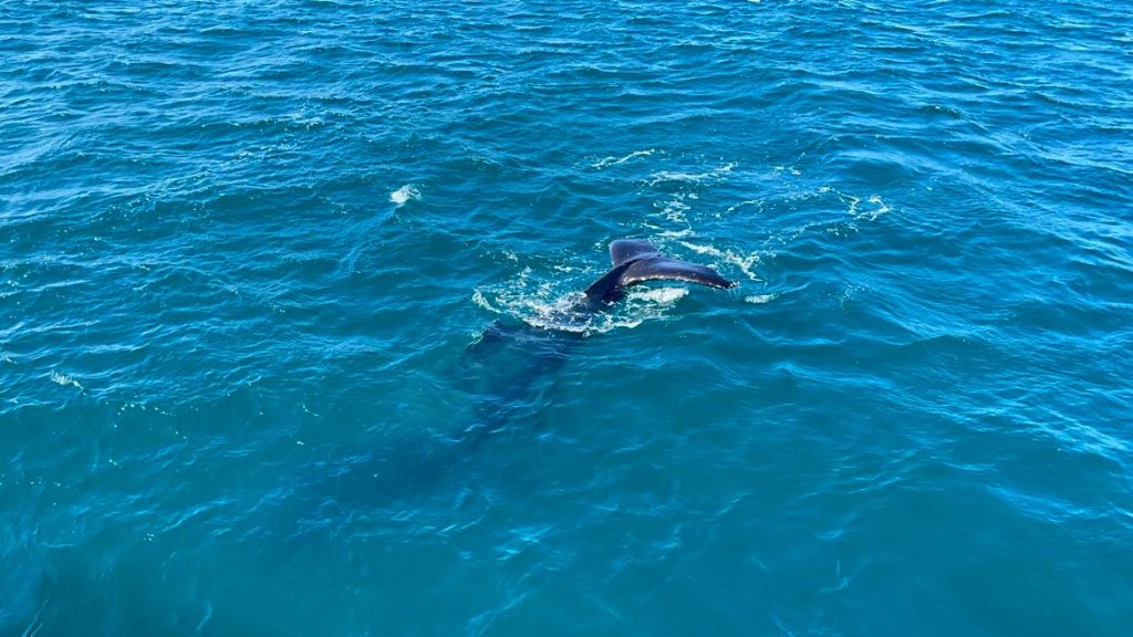 Hervey Bay hvalsafari.