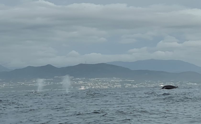 Blåst. 3 pukkelhvaler ånder ud. Cabo San Lucas