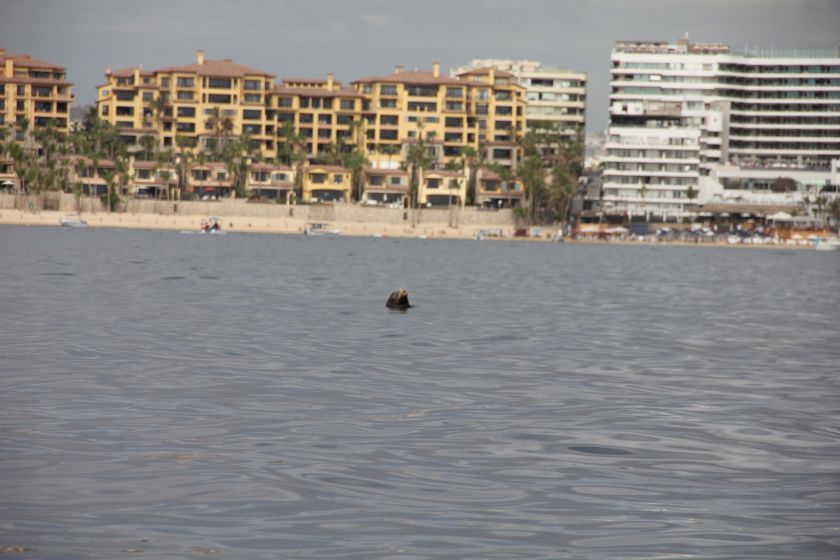 Cabo San Lucas. Søløve