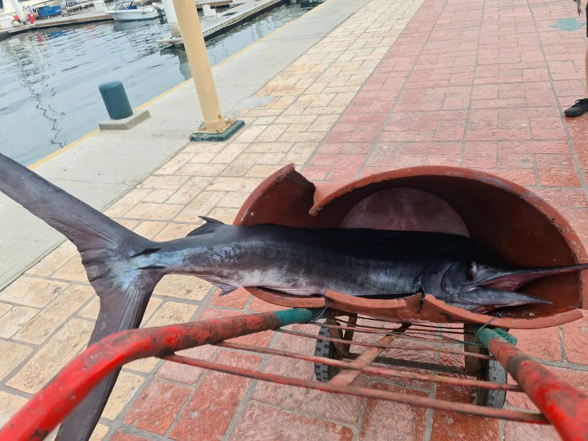 Død sværdfisk i trillebør. Cabo San Lucas