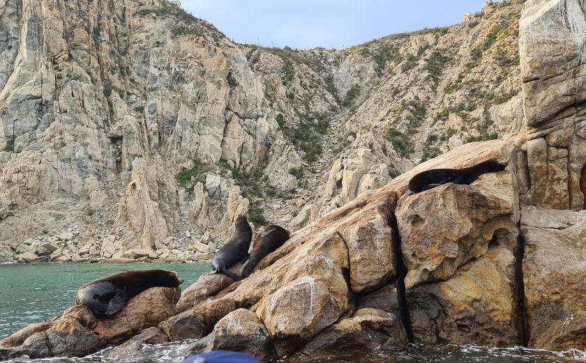Søløver på klippen. Cabo San Lucas