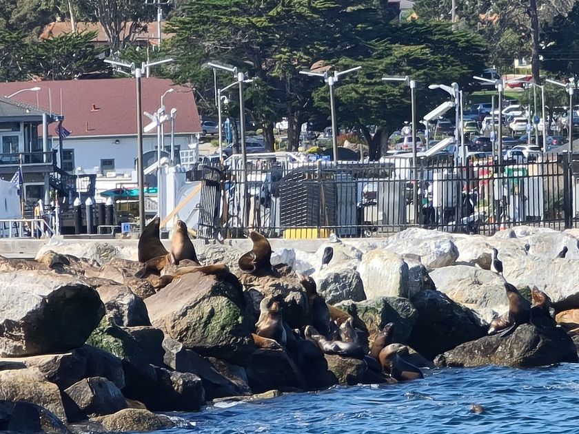 Søløver på molen. Monterey - Californien.