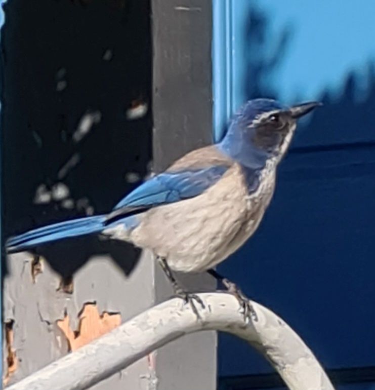 Nuturbilleder Montery. Monterey - Californien.