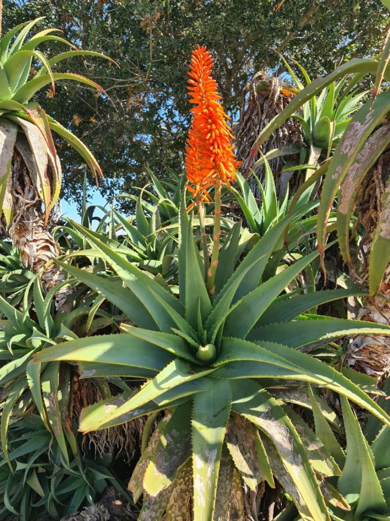 Nuturbilleder Montery. Monterey - Californien.