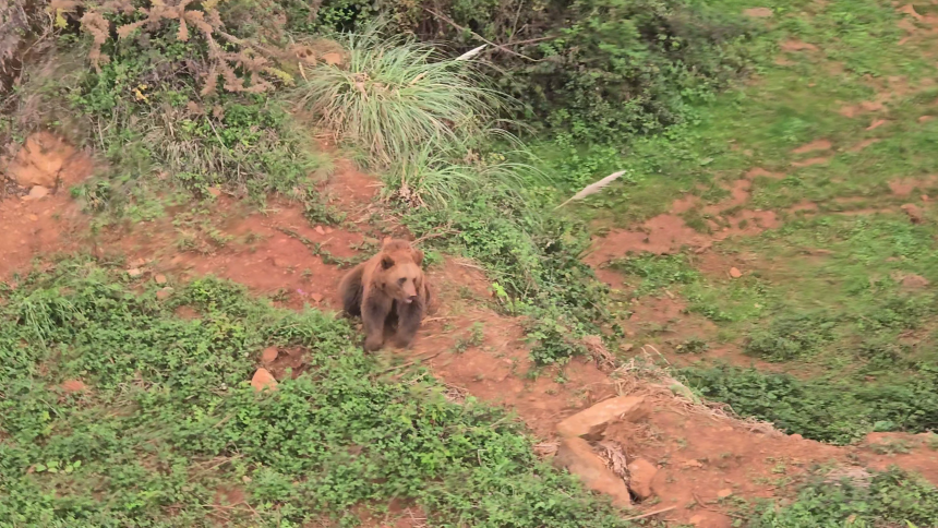 Bjørn set fra luften i Cabárceno Naturpark.