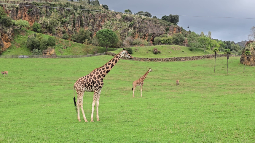 Girafferne på sletten i Cabárceno Naturpark.