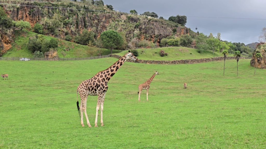 Naturparken Cabárceno. Et uventet safari i Nordspanien. Billede af girafferne på sletten
