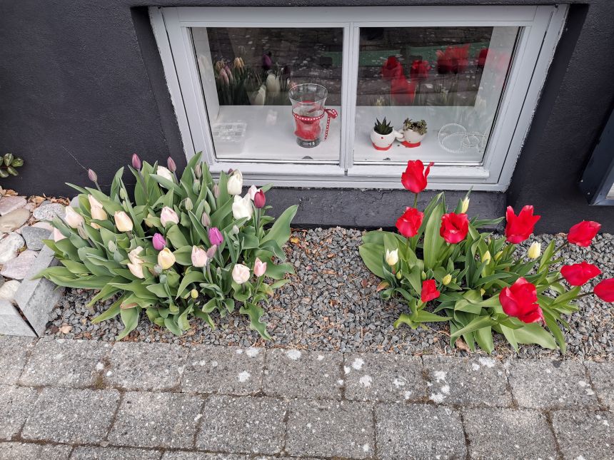Tulipaner foran huset i Korsør