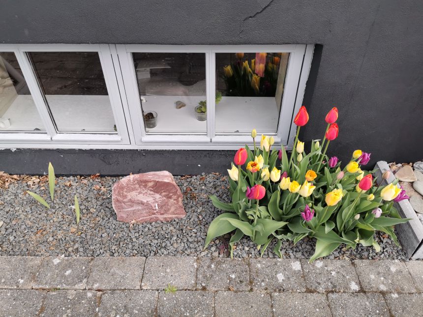 Tulipaner foran huset i Korsør