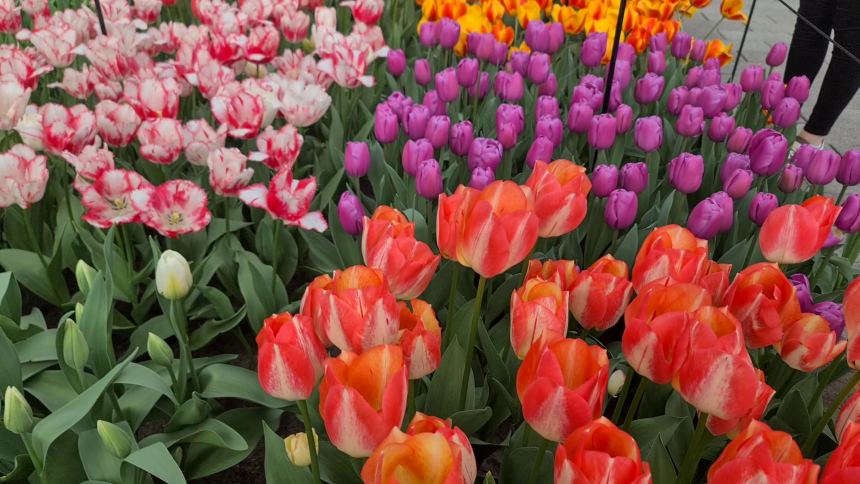 Holland – landet der altid finder løsninger. Drivhustulipaner i Keukenhof