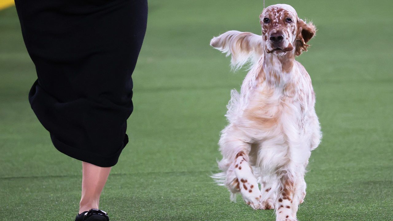 Belle the English Setter wins the Sporting Group Westminster Kennel
